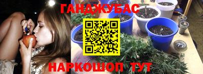 сатива Коммунар